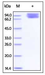 Cynomolgus/Rhesus macaque B7-2, Fc Tag on SDS-PAGE under reducing (R) condition. The gel was stained overnight with Coomassie Blue. The purity of the protein is greater than 95%.